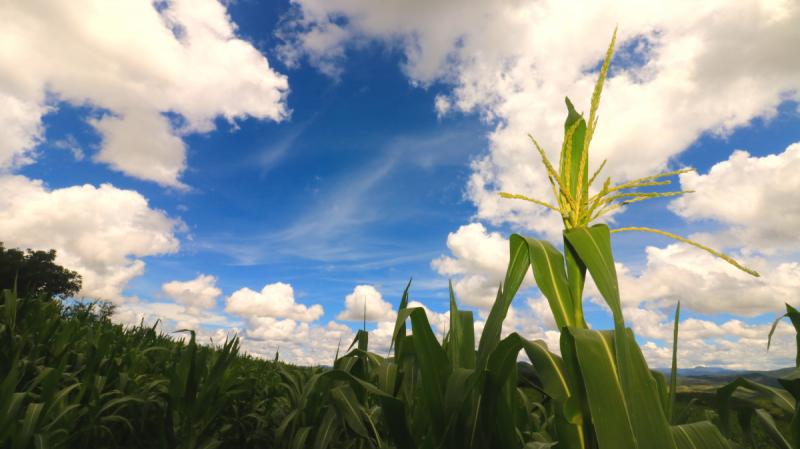 Milpa
