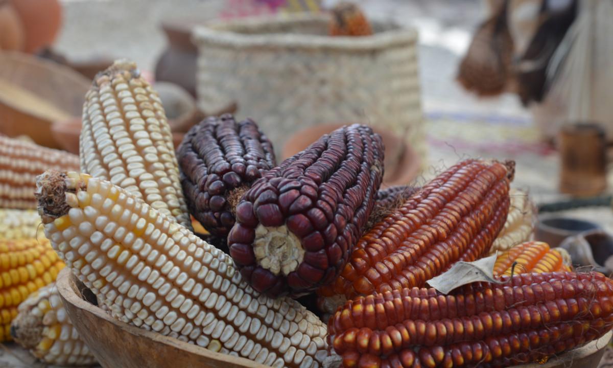 Variedades de Semilla