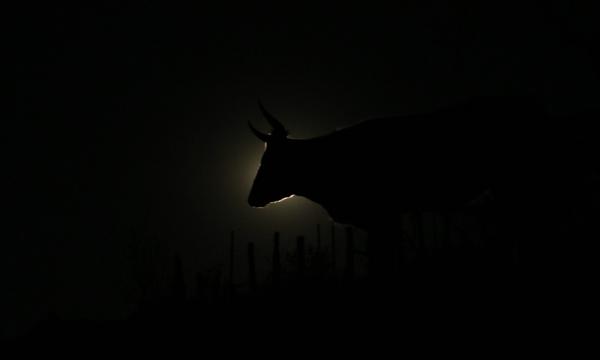 Vaca a la luz de la luna llena