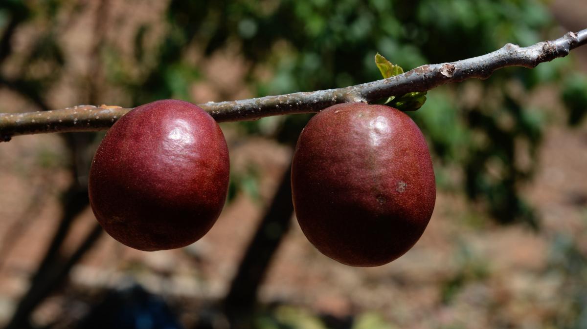Ciruelas rojas
