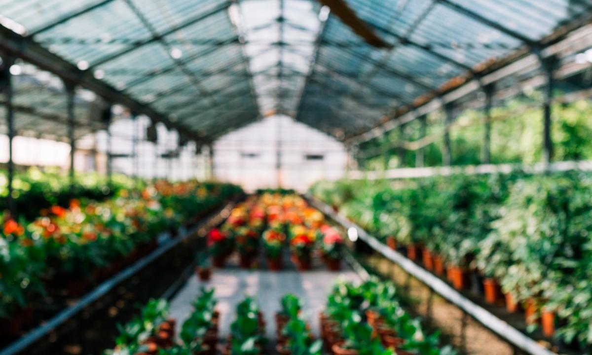 Vivero de plantas endémicas y nativas
