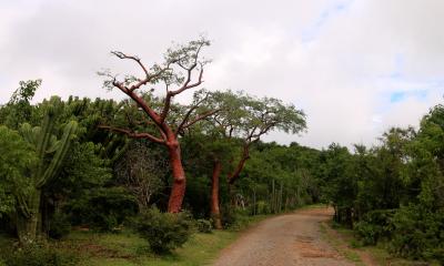 Cuajiote Rojo